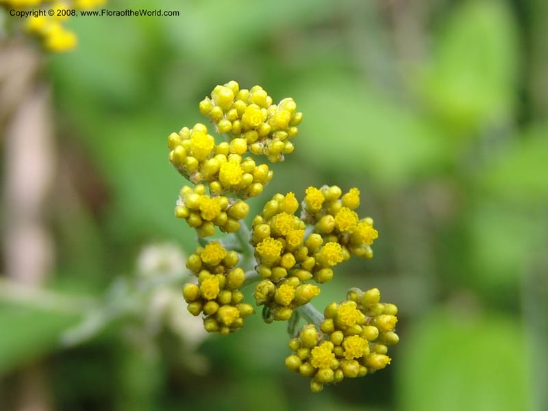 Helichrysum--Tanz. Nawenge For. Res., ca. Mahenge. 20 Feb 06. 051.jpg
