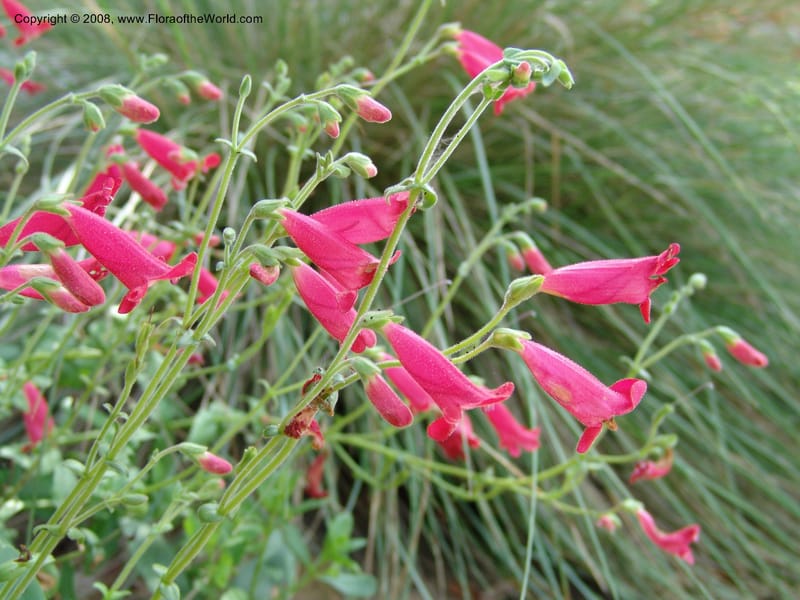 Penstemon baccharifolius--TX. Johnson Wildflower Center. 13 Jun 04. 001.jpg