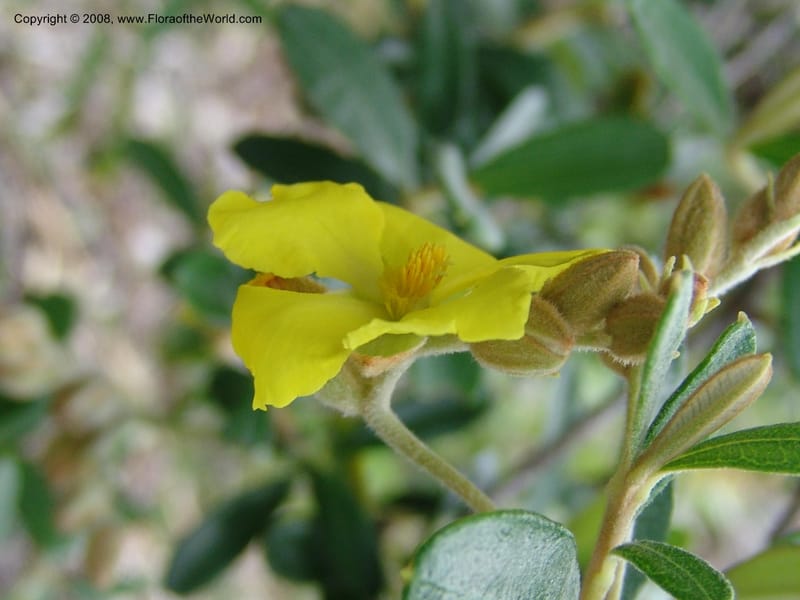 Hibbertia coriacea, not coll.--Madagascar. Prov. Toliar. Mandena Centr. Res Ecol. 19 Jan 06. 106.jpg