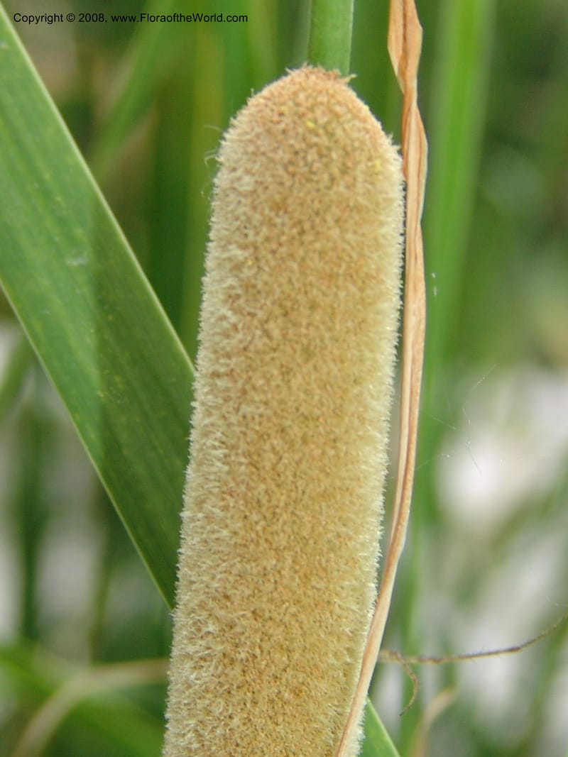 Typha minima--CA. McConnell Arboretum, Redding. 4 Jun 07. 119.jpg