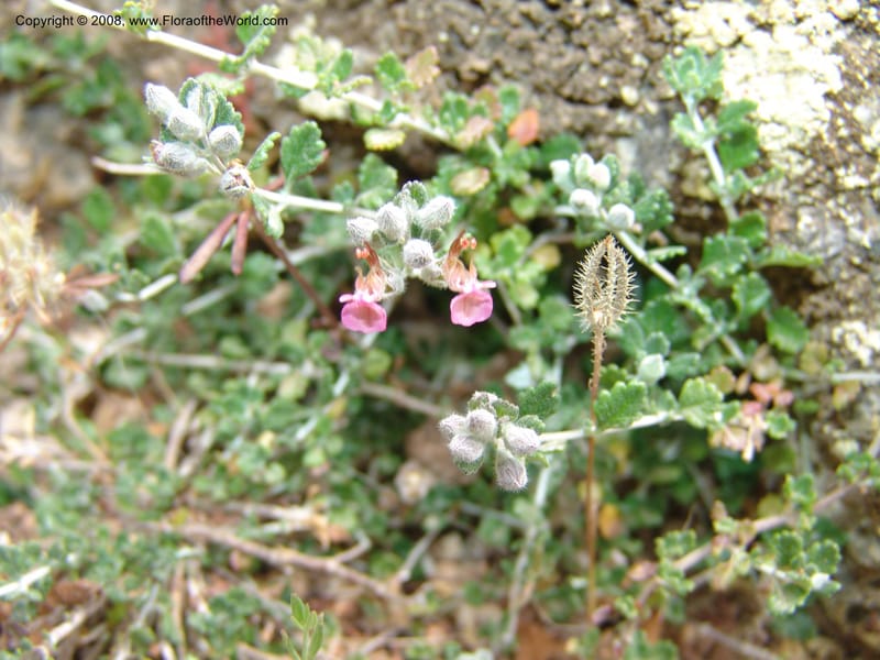 Teucrium divaricatum--Crete. Ep. Kisamos. Sirikari Gorge. 25 May 05. 244.jpg