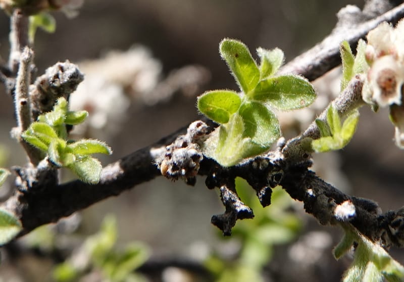 Rhus microphylla, C. Davidson 13990--AZ. Cochise Co. Hwy 80 SE of Tombstone. 9 April 2019. DSC07192 (12).JPG