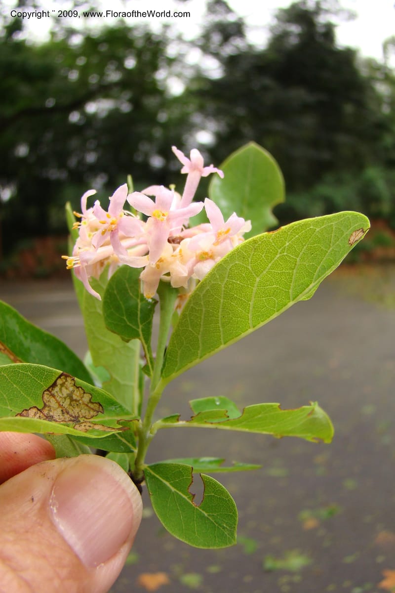 Dais cotinifolia, Z. Rogers 1358--South Africa. KwaZulu-Natal.  29 Jan 09. 007.jpg