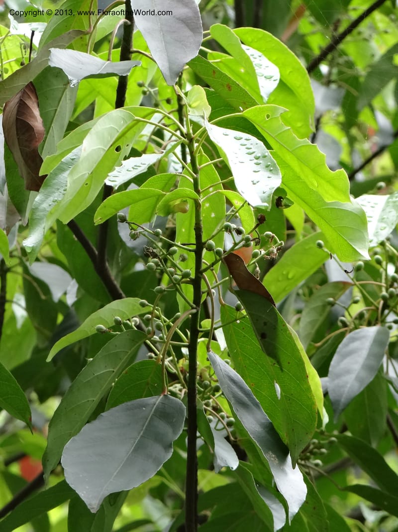 Elaeocarpus japonicus, Davidson, C 12003--China. Anhui Prov. San Qing Shan. 4 Jun 2012. DSC01825 (119).JPG