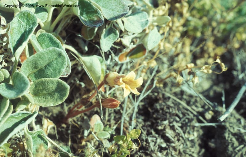 Orobanche uniflora, not coll.--CA. Mendocino Co. Haven's Neck, N of Gualala. 19 Jun 77. 001.jpg