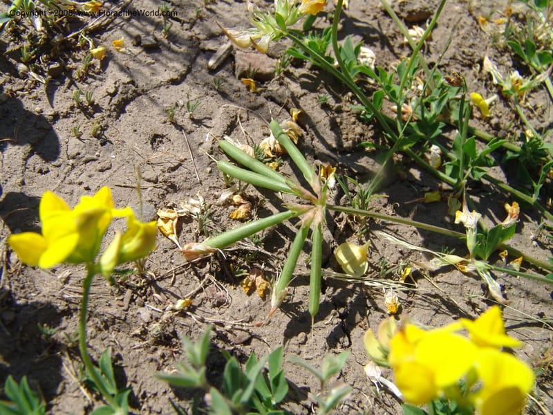 Lotus corniculatus, CDavidson10964--ID. Valley Co. For Serv Rd. 432, to Crestline Trail.  25 Jul 06. 005.jpg