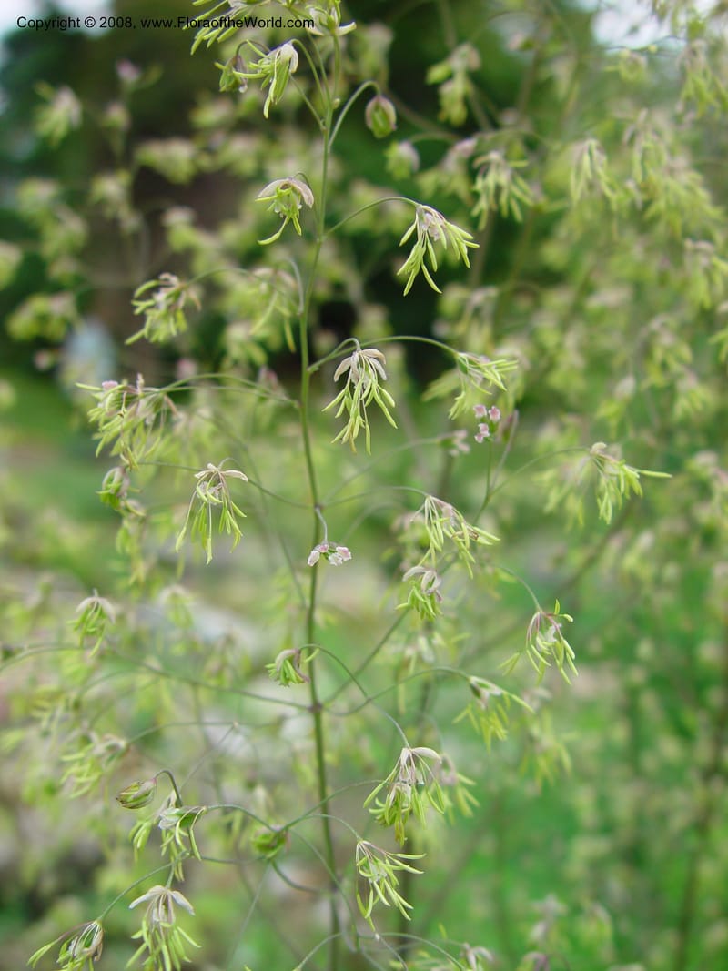 Thalictrum minus ssp. minus--France. Paris. Jardin des Plantes. 30 May 03. 095.jpg