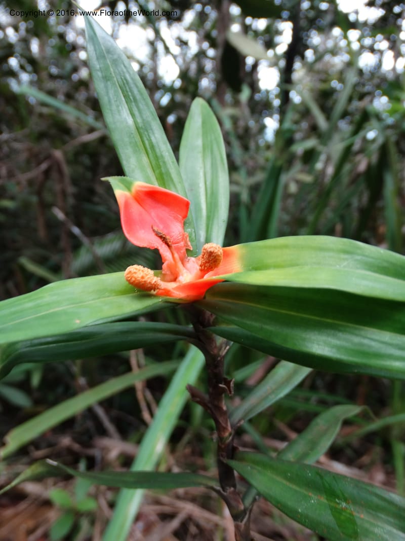 Freycinetia, Davidson, C 12645--Sabah. G. Silam. 1 Oct 2014. DSC00937 (42).JPG