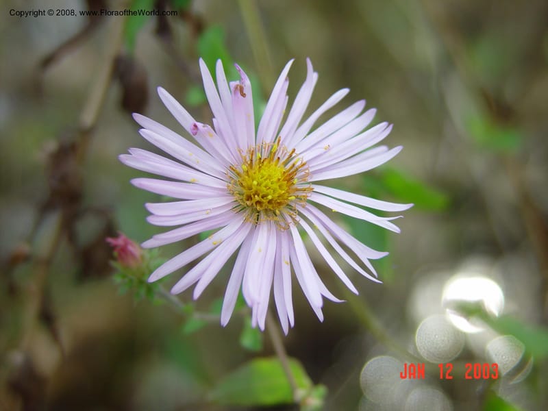 Aster carolinianus--FL. Collier Co. Corkscrew Swamp Sanctuary. 12 Jan 03.  060.jpg