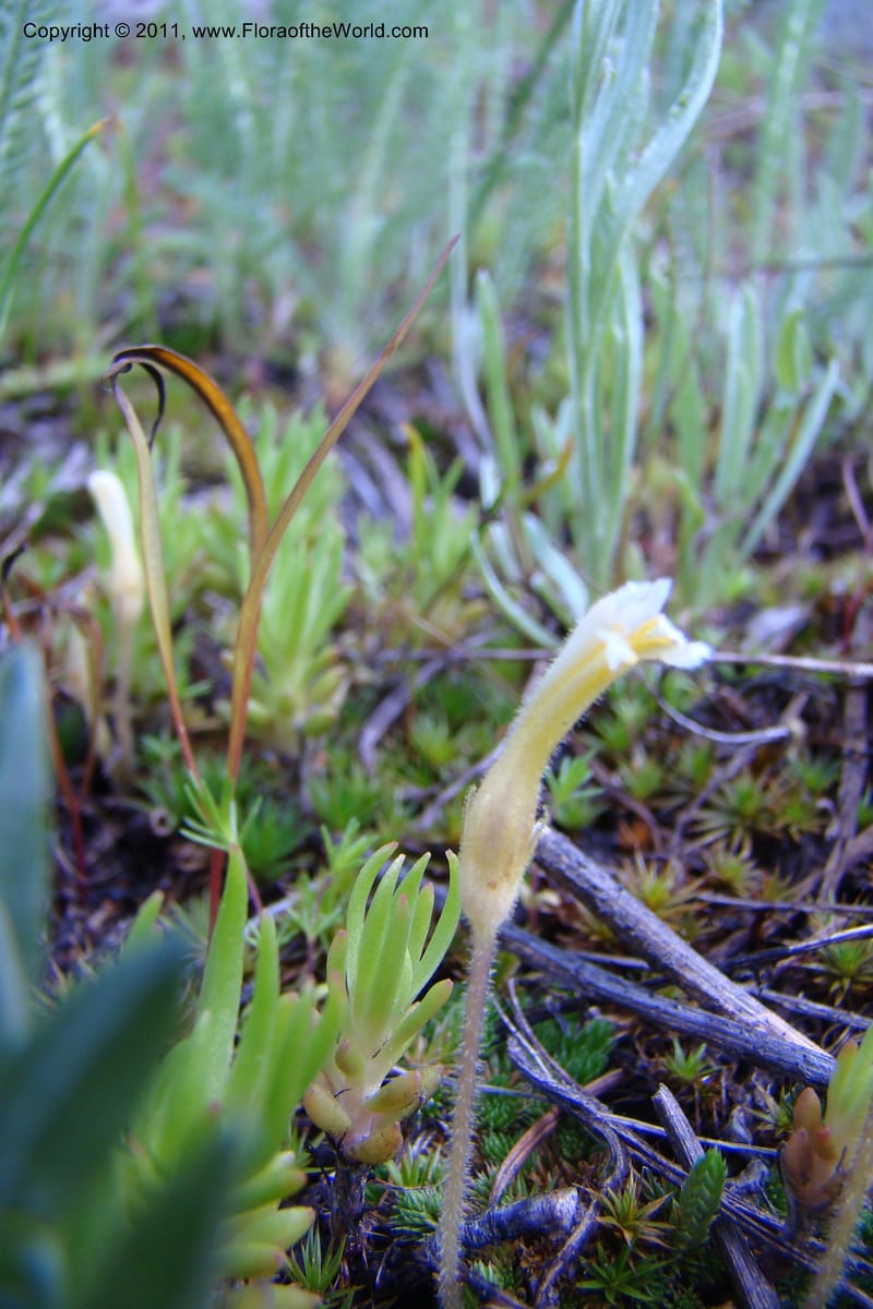 Orobanche uniflora, C. Davidson 11440--Idaho. Valley Co. Payette Lake. Sylvan Beach. 7 June 2009. 087.jpg