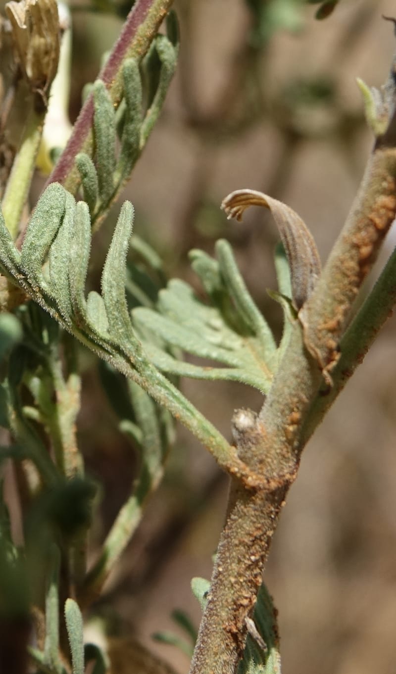 Chascanum pinnatifidum, L. Nanyeni 1170--Namibia. Hwy B1, rest stop at odom 161. 16 Mar 2018. DSC01241 (37).JPG