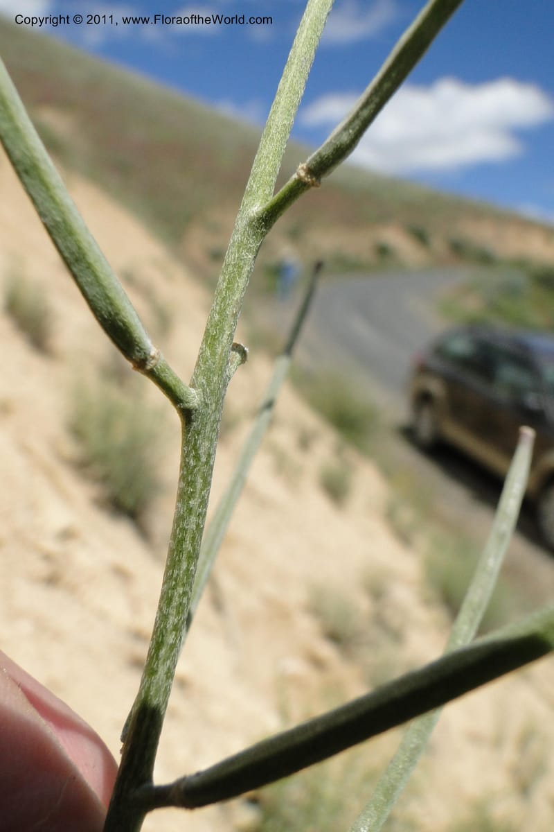 Erysimum capitatum, C. Davidson 11851--Oregon. Malheur Co. Leslie Gulch. 30 June 2011. 161 (10).jpg