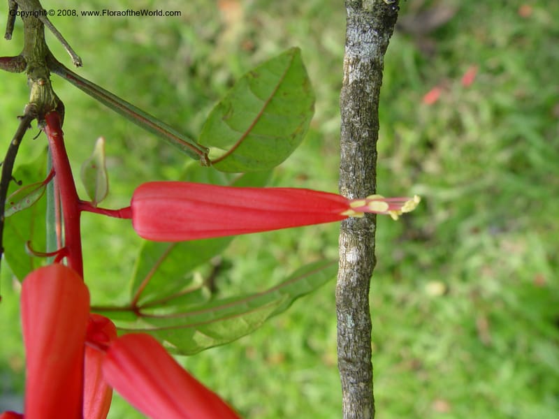 Quassia amara--Cameroon. Limbe Botanic Garden. 4 Dec 03. 145.jpg