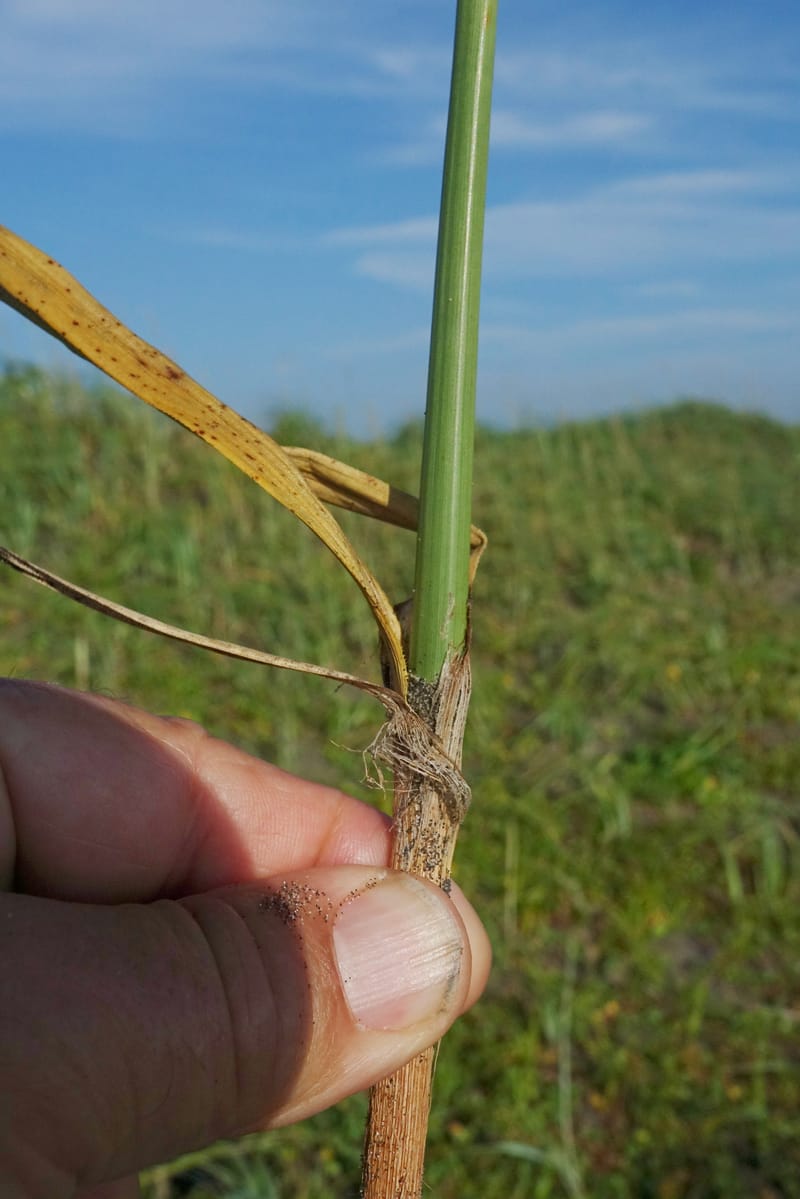 Carex macrocephala var. kobomugi--Japan. Hokkaido. Toyotomi-cho. 4 Aug 2016. DSC01106 (34).JPG