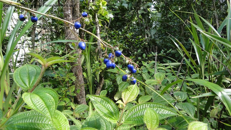 Dianella ensifolia, A. Ramahefaharivelo 168--Madagascar. Ambolotara. Ambodini, Vatovavy. 3 May 2010 177 (44).jpg