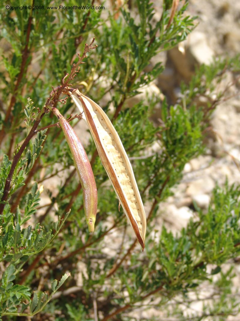 Tecoma arequipensis--Bolivia. La Paz. Send. Aguila. 4 Dec 04. 027.jpg