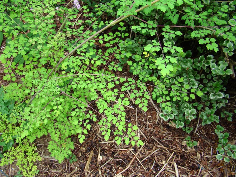 Thalictrum delavayi ssp acuminatum--Canada. BC. Univ. BC Bot. Garden. 27 Jul 08. 095.jpg