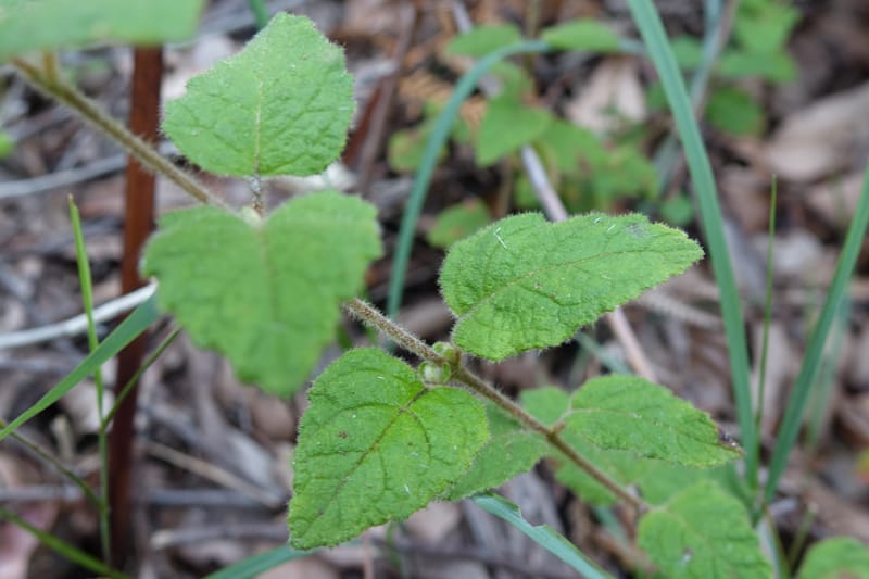 Tremandra stelligera, Davidson, C 13511--Australia. W.A. Valley of the Giants Rd. 29 Oct 2016. DSC06689 (89).JPG