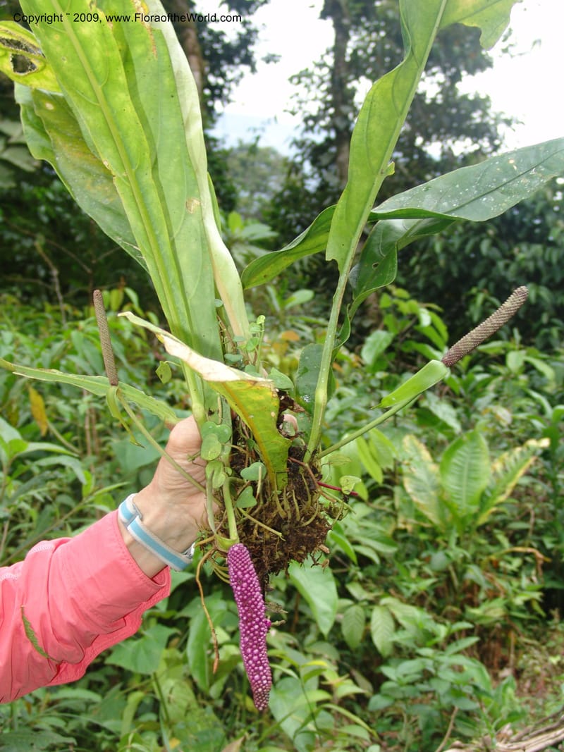 Anthurium ernestii, TCroat98648--Ecuador. Prov. Zamora Ch. Rio Nangaritza ca Las Orquideas. 15 Sep 07. 324.jpg