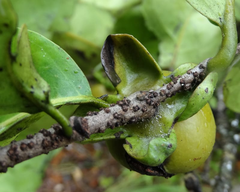 Diospyros, Plunkett, G. 3195--Fiji. Across the road from Waisali RF. 8 Nov 2015. DSC00330 (167).JPG