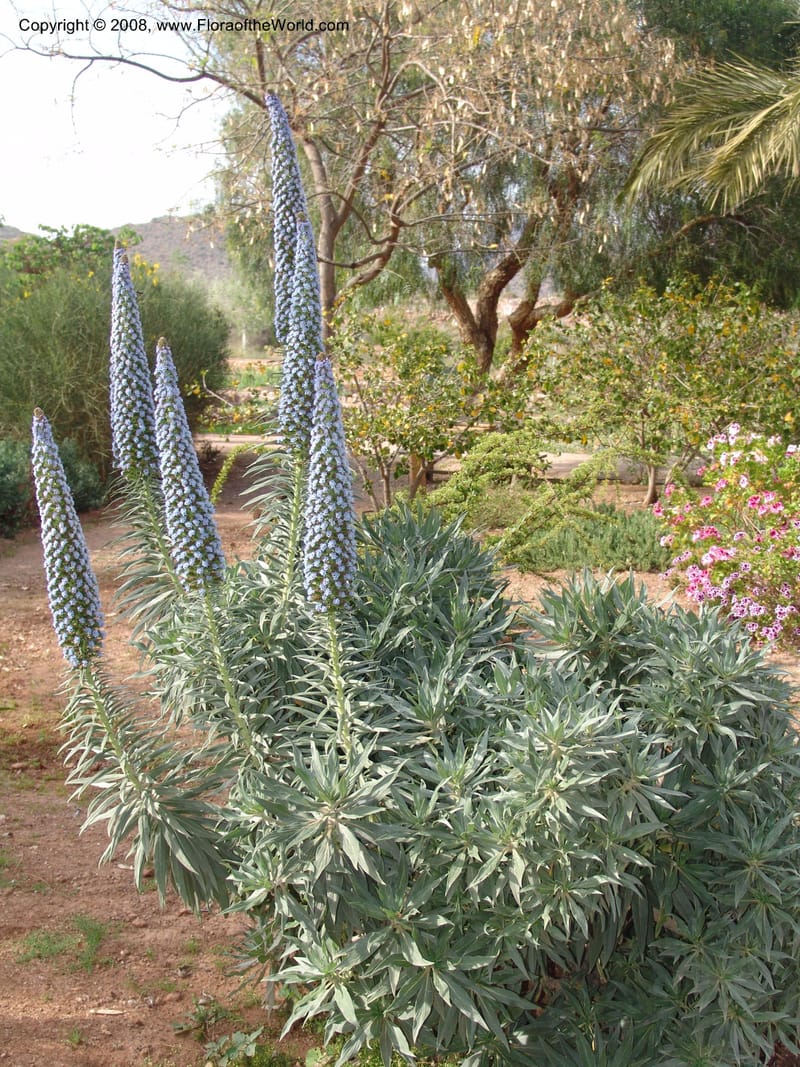 Echium webbii--Spain. Almeria. Cabo de Gata. Jard. Bot. El Abardinal. 23 Apr 05. 004.jpg