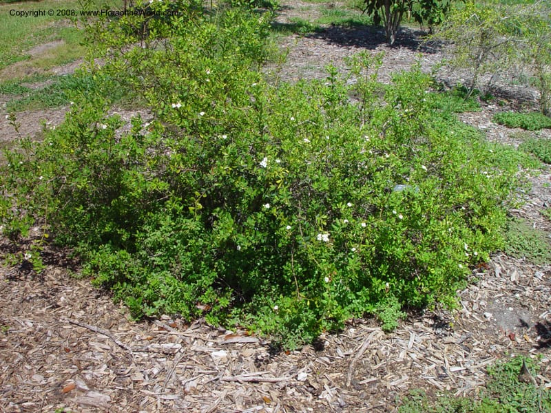 Bourreria cassinifolia--FL. Fairchild Tropical Gard. 8 Apr 03. 244.jpg