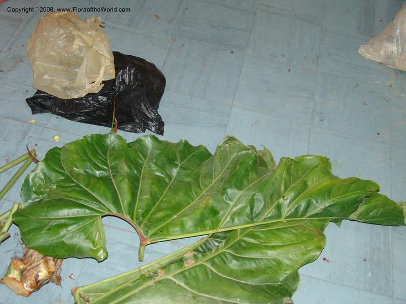 Anthurium sp., Croat93165--Ecuador. Prov. Carchi. El Chical-Tulcan. 10 Aug 04. 019.jpg