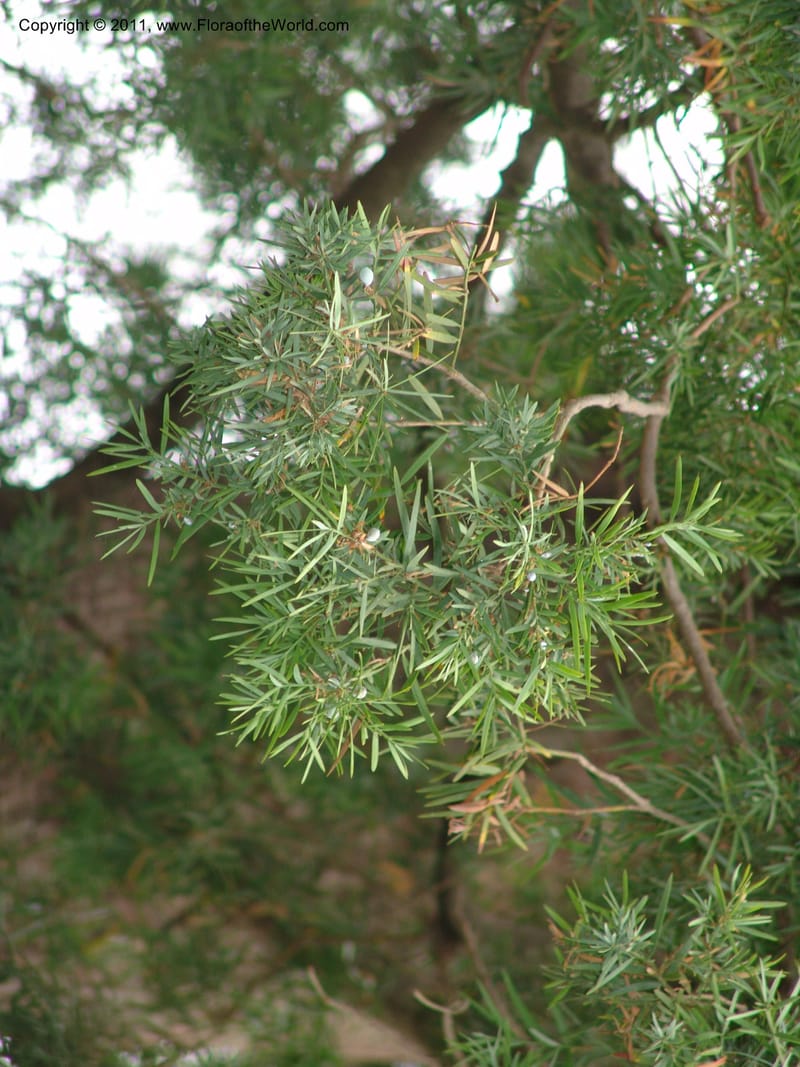 Decussocarpus falcatus--Ethiopia. Wendo Genet, near Wabe Shebelle Hotel. 14 July 04. 001 (3).jpg