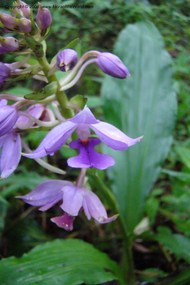 Calanthe sylvatica, WKindeketa2974--Tanz. Rungwe Distr. Rungwe For. Res. 24 Jan 08. 143.jpg