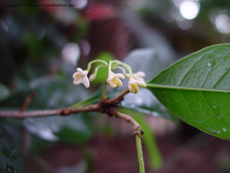 Osmanthus fragrans--CA. UCLA. Mathias Bot. Gard. 13 Feb 03. 069.jpg