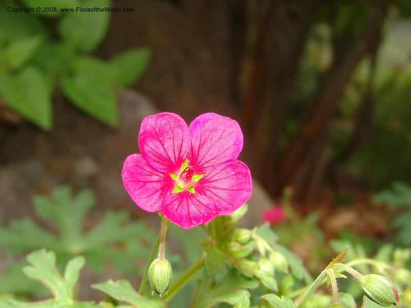 Geranium caespitosum, 79.0605--CA. UC Berkeley Bot. Garden. 31 May 07. 013.jpg