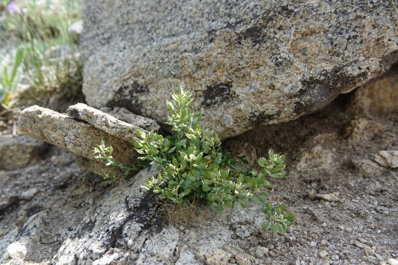Noccaea fendleri subsp. idahoense, C. Davidson 13715--ID. Boise Co. Scott Mtn. L.O. rd. 15 July 2017. DSC03279 (167).JPG