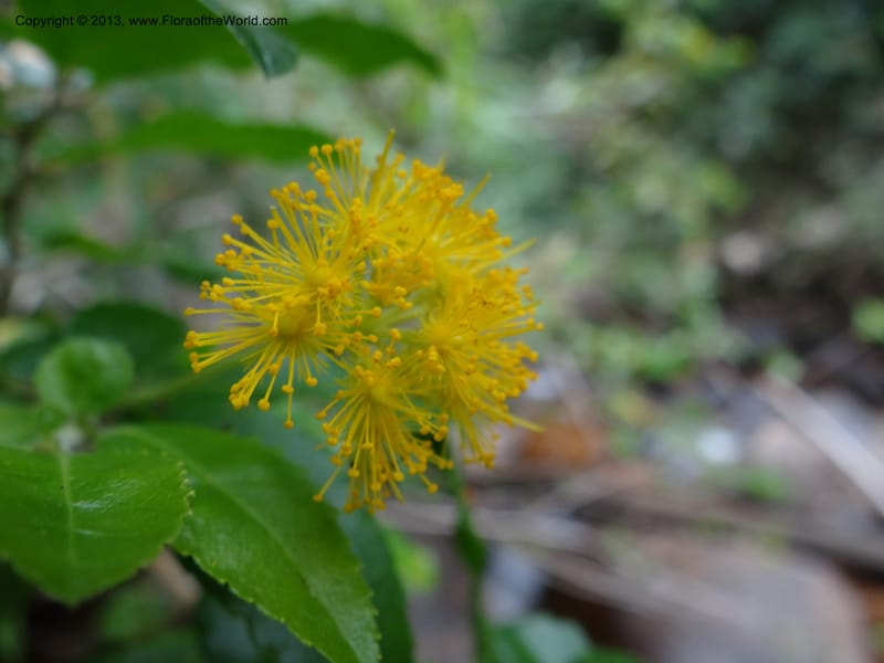 Azara, WDS 34074--Chile. Reserva Nac. Los Queules. 15 Feb 2013. DSC01158 (48).JPG