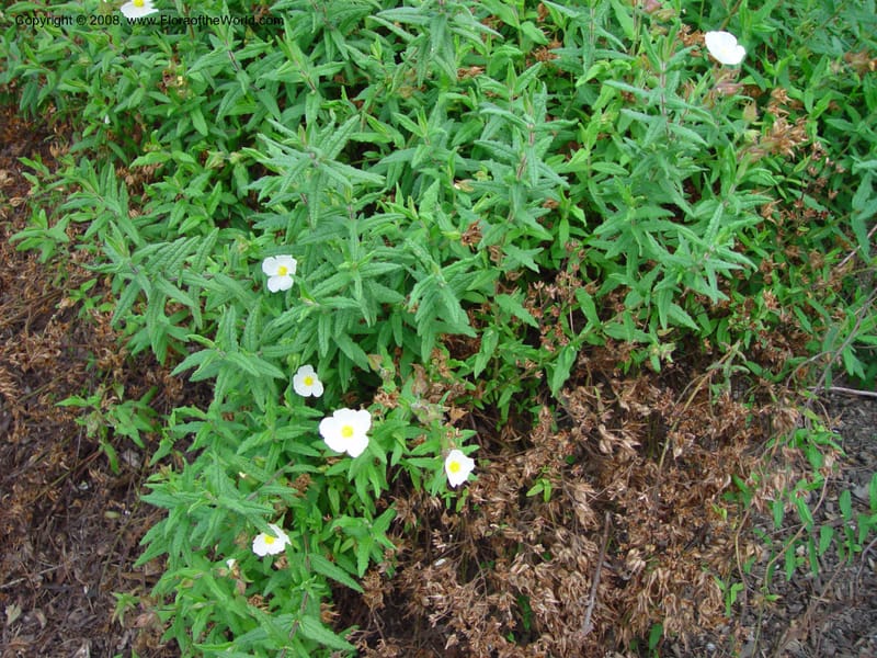 Cistus pilosepalus. 99.0241--CA. UC Berkeley Bot. Gard. 11 Feb 03. 091.jpg
