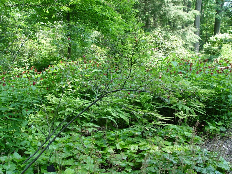 Amelanchier obovata--DE. Mt. Cuba Center. 24 Jun 03. 037.jpg