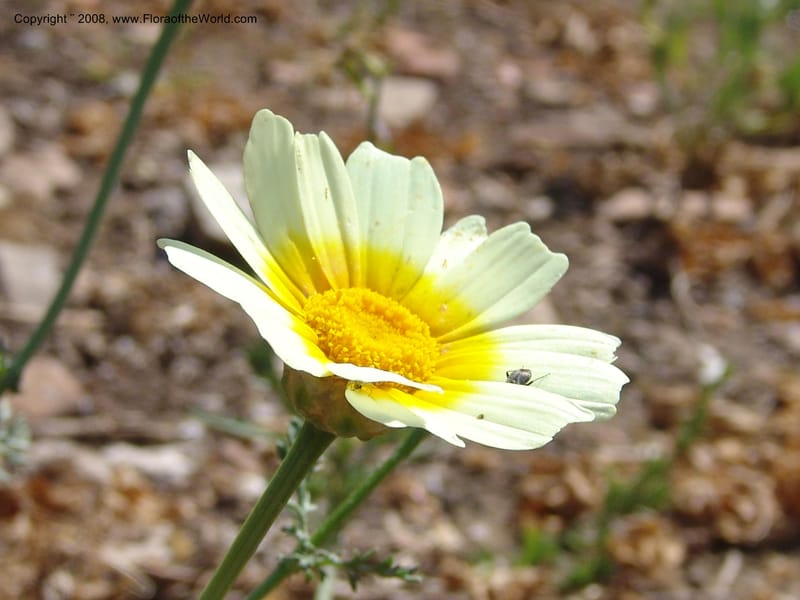Glebionis (Chrysanthemum) coronaria v. discolor--Crete. Ep. Apokoronos. Aptera. 23 May 05. 043.jpg