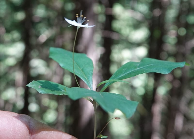 Lysimachia latifolia, C. Davidson 13811--ID. Benewah Co. Reed's Gulch Rd. FR 550. 8 Jul 2018. DSC05956 (77).JPG