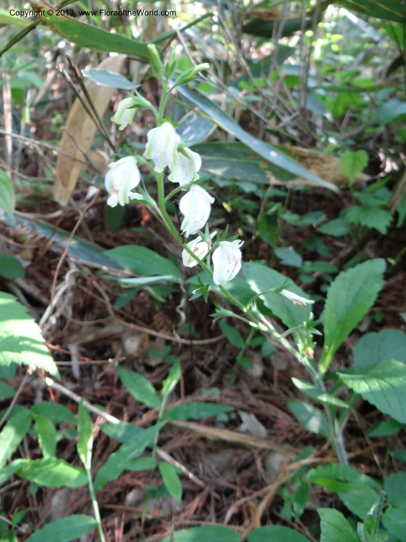 Mazus caducifer, Li Pan 1205291--China. Zhejiang Prov. Tian Mu Shan. 29 May 2012. DSC00348 (99).JPG