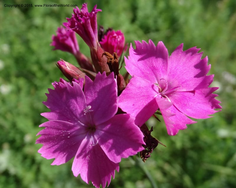 Dianthus subulosus, Davidson, C 12451--Georgia (Caucasus). Shio Mgvime. 7 Jun 2014. DSC07779 (321).JPG