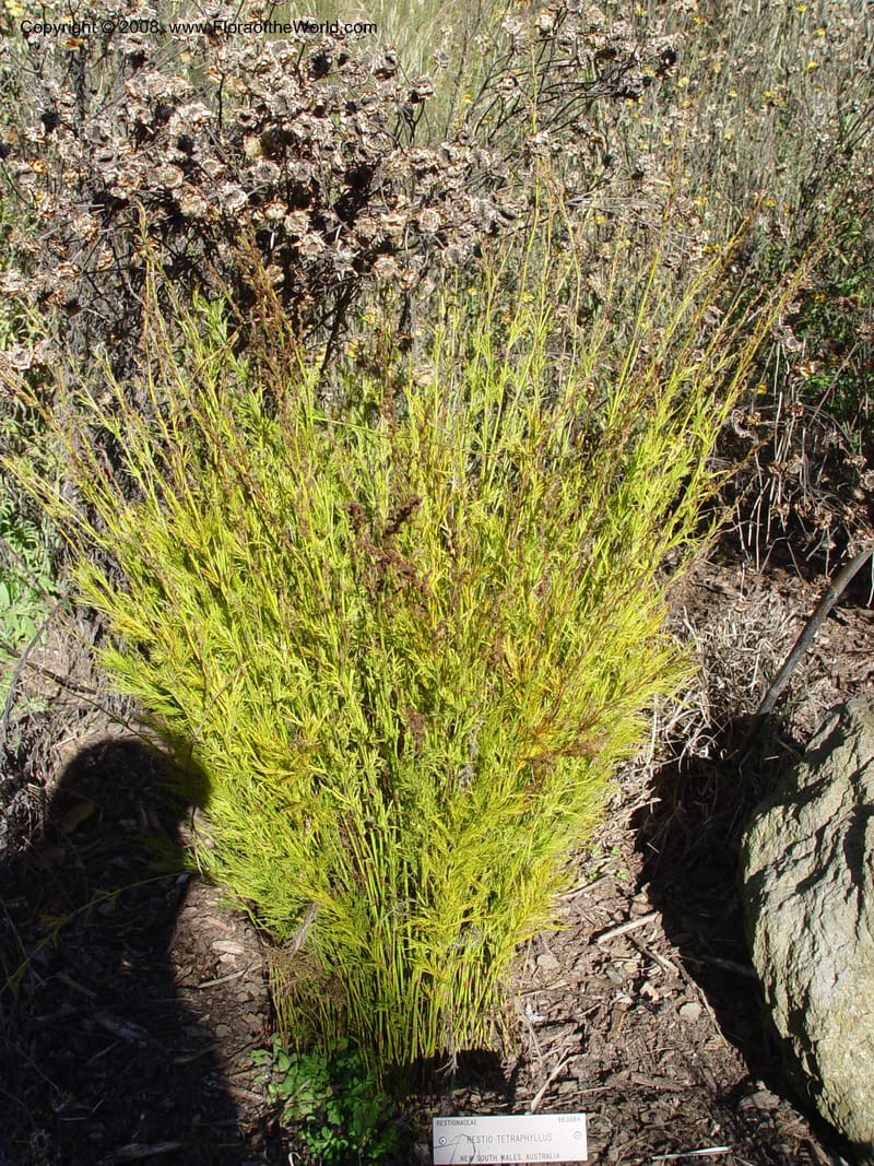 Restio tetraphyllus, 88.0884--CA. UC Berkeley Bot. Gard. 10 Feb 04. 071.jpg