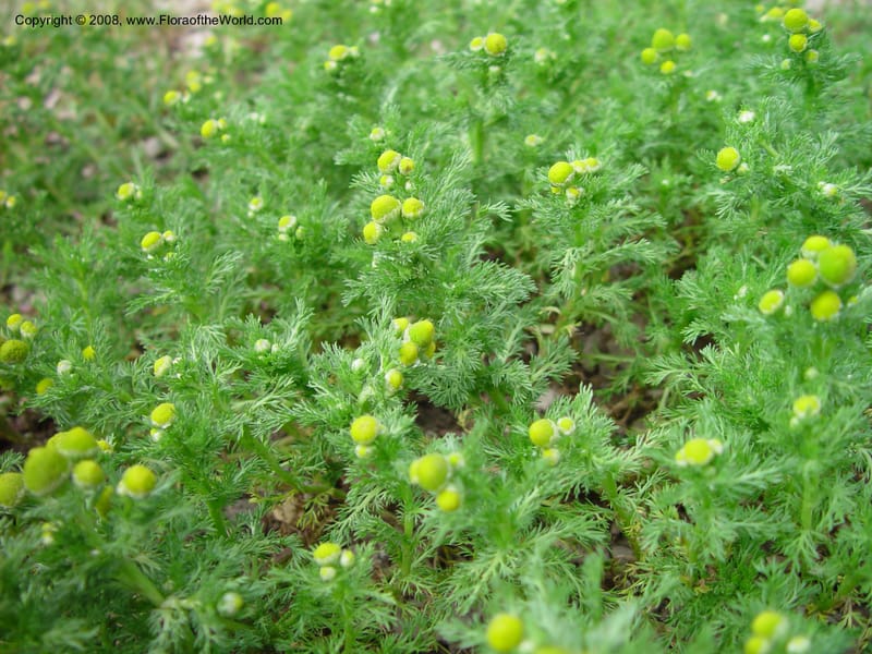 Matricaria--France. Paris. Jardin des Plantes. 30 May 03. 123.jpg