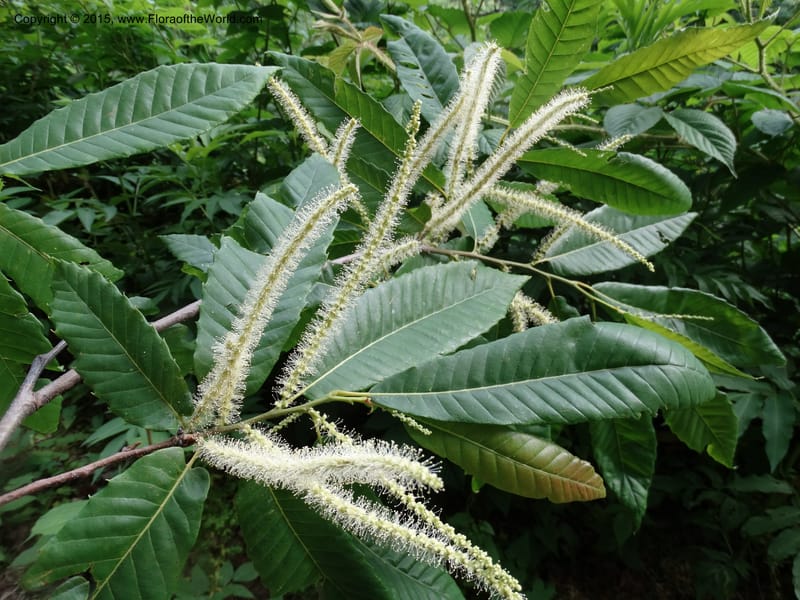Flowering catkins and toothed leaves on a leafy branch