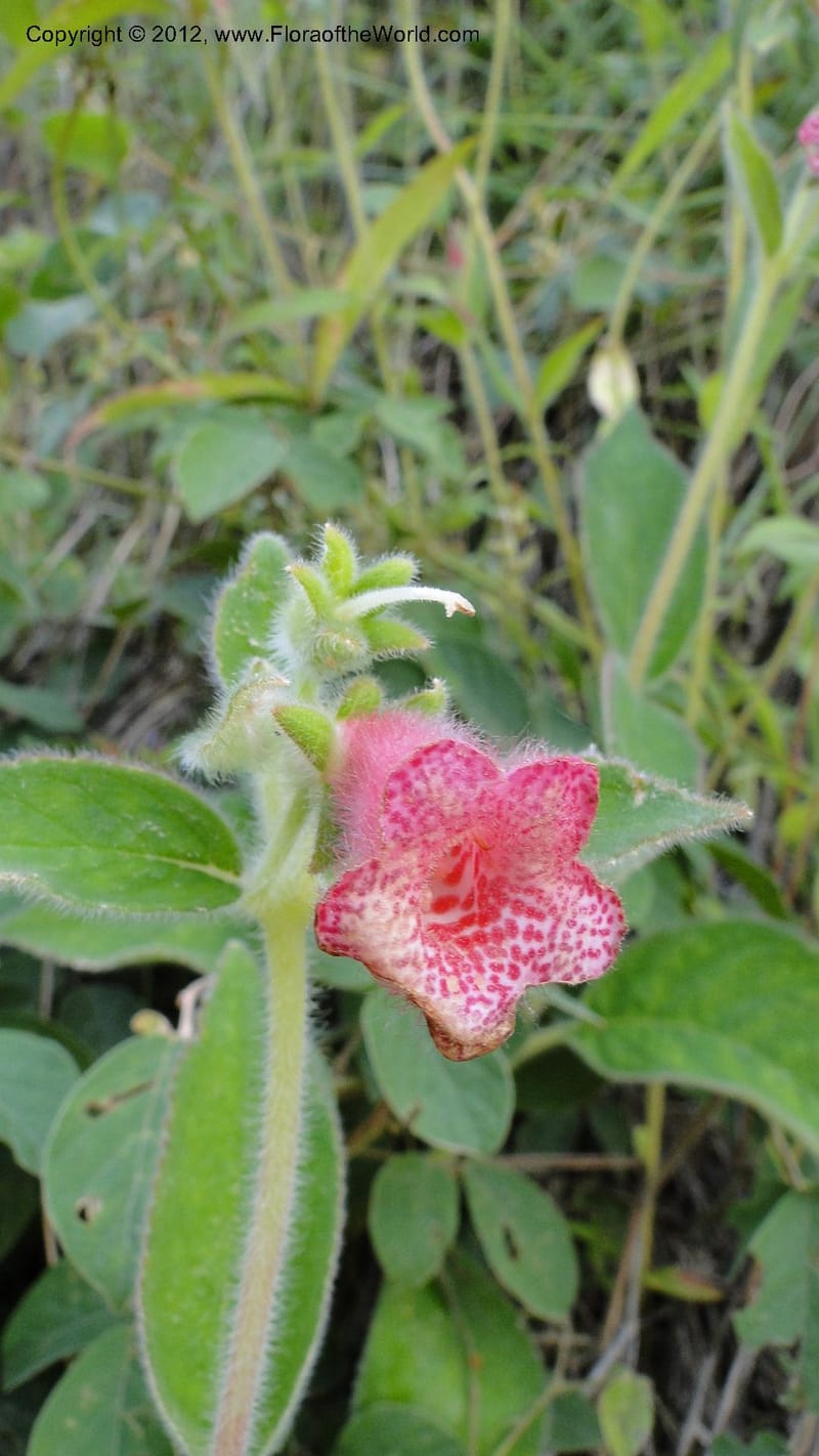 Kohleria rugata, J. Martinez Melendez 2205--MX. Chiapas. Tres Picos. 19 Sept 2010. 260 (1).jpg