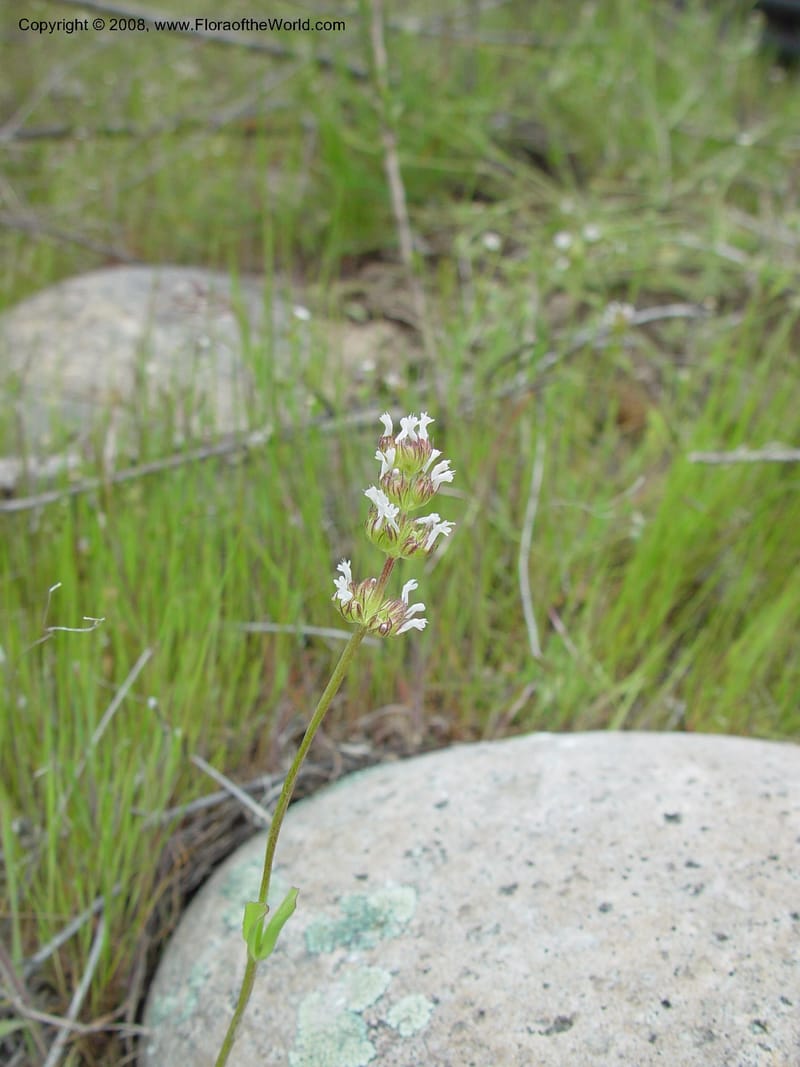 Plectritis macrocera--ID. Boise Co. 2 mi N of Horseshoe Bend,  Hwy 55. 27 Apr 03. 047.jpg