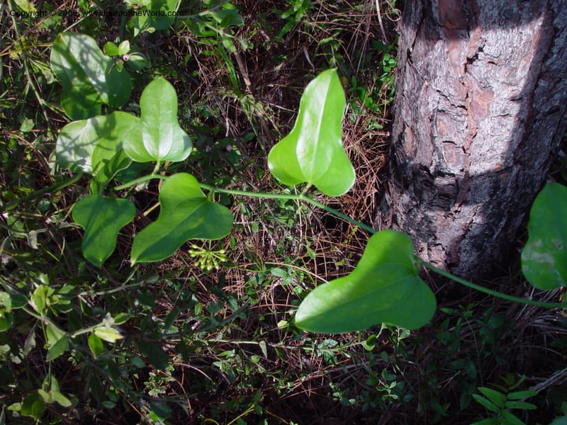 Smilax auriculata--FL. Collier Co. Corkscrew Swamp Sanctuary. 12 Jan 03. 110.jpg