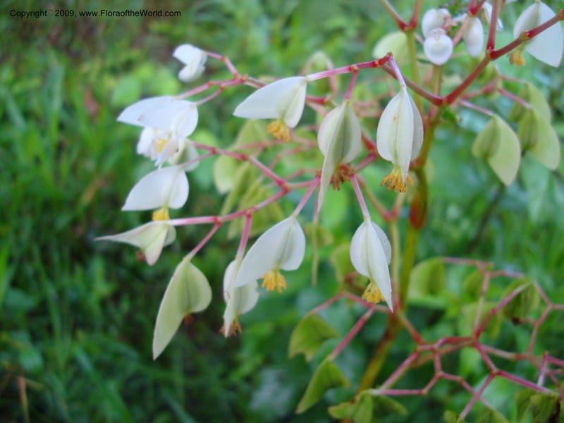 Begonia guaduensis, Croat 98897--Ecuador. Prov. Zamora C. Rio Waiwaime Valley. 20 Sep 2007. 034 (6).jpg