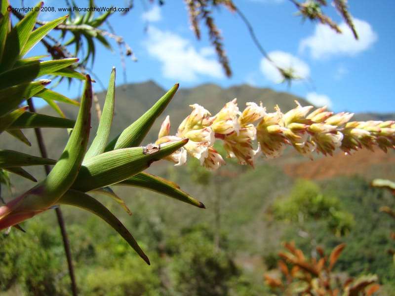 Dracophyllum ramosum, JMunzinger4652--N.Caled. Dumbea Dam in Dumbea Riv, S of Noumea. 11 Nov 07. 021.jpg