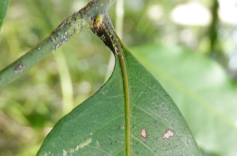 Cupaniopsis inoploea, Munzinger, J 7406--New Caledonia. Haute Robinson. 11 Nov. 2015. DSC00909 (535).JPG