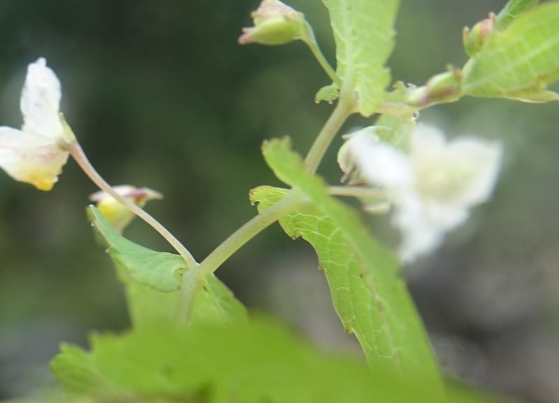 Impatiens apsotis, C. Davidson 13746--China. Yunnan. Tianbao Shan. 10 Aug 2017.  (196).JPG