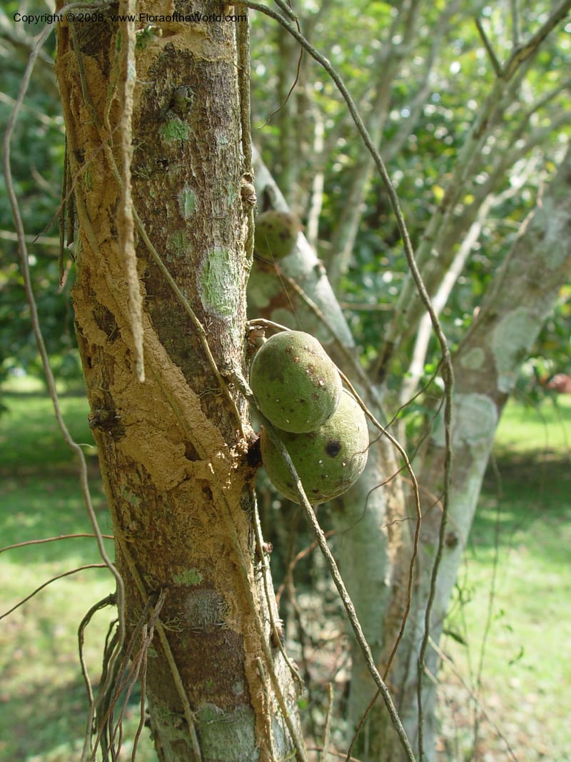 Ficus gillettii--Ghana. Aburi Botanic Garden. 11 Dec 03. 323.jpg